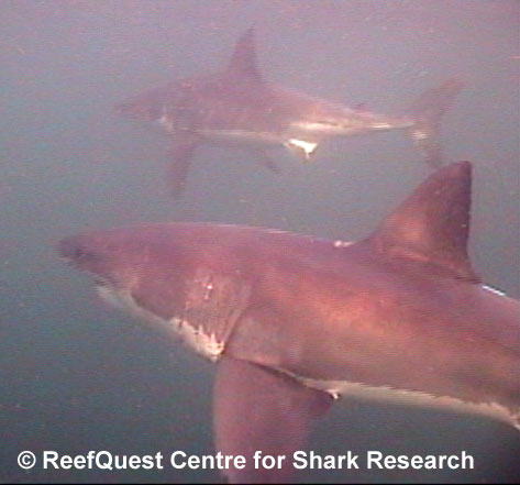 White Shark 
 R.Aidan Martin, ReefQuest 
Centre for Shark Research