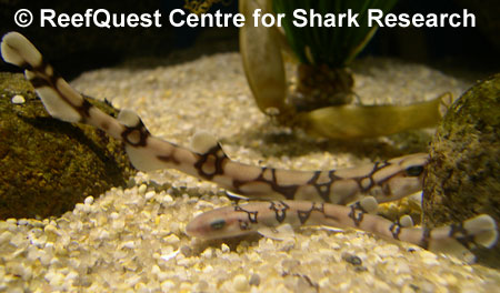 Chain catshark juveniles 
with egg cases in background, 
 Anne Martin, ReefQuest 
Centre for Shark Research