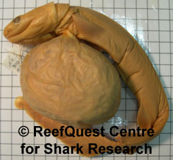 Clamydoselachus embryo, LA County Museum collection 
© Anne Martin, ReefQuest Centre for Shark Research
