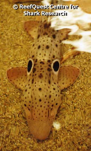 Epaulette Shark at 
San Diego Sea World 
 Anne Martin, ReefQuest 
Centre for Shark Research 