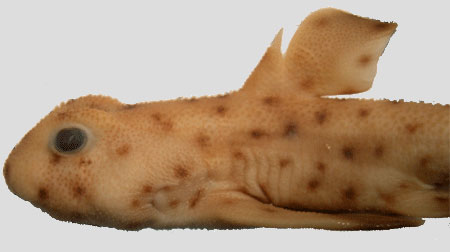 Horn Shark juvenile