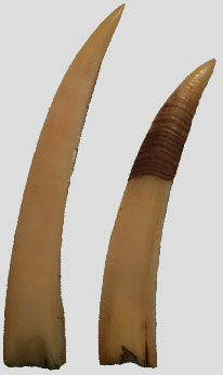 Horn Shark spines 