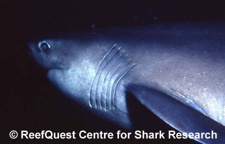 Sixgill Shark © R.Aidan Martin, 
ReefQuest Centre for Shark Research