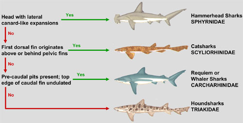 Shark Species Chart