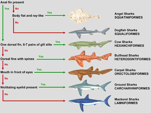 Shark Fin Identification Chart