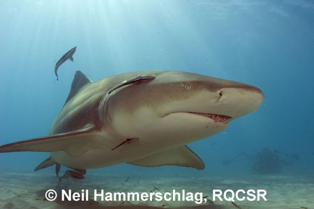 Lemon Shark, Bimini, 
 Neil Hammerschlag, RQCSR