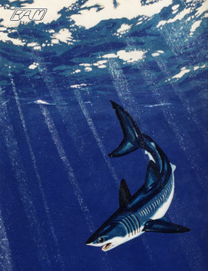 Painting of a Shortfin Mako 
 R.Aidan Martin, ReefQuest 
Centre for Shark Research