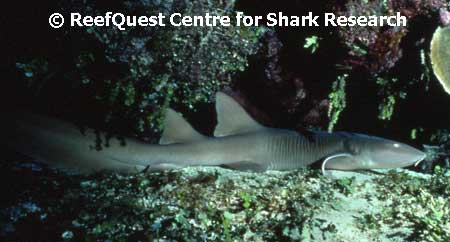 Nurse Shark  R.Aidan Martin, 
ReefQuest Centre for Shark Research