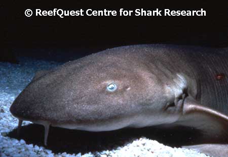 Nurse Shark portrait  R.Aidan Martin, 
ReefQuest Centre for Shark Research