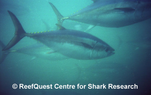 Southern Bluefin Tuna 
© R.Aidan Martin, ReefQuest
Centre for Shark Research