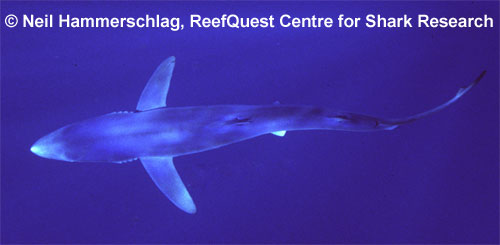 Blue Shark  Neil Hammerschlag, 
ReefQuest Centre for Shark Research