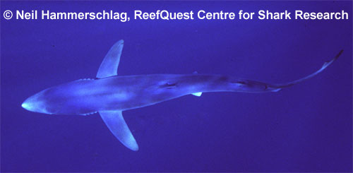 Current knowledge on biology, fishing and conservation of the blue shark  (Prionace glauca)