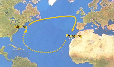 Map of Blue Shark migration routes