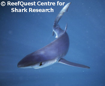 Blue Shark in the open ocean 
 R.Aidan Martin, ReefQuest 
Centre for Shark Research