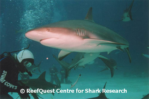 Caribbean Reef Sharks 
 Tom Raycove, RQCSR