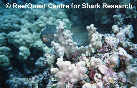 Whitemouth Moray on Rarotongan Reef
 Anne Martin, ReefQuest
Centre for Shark Research