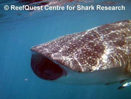 Coral Reefs: WHALE SHARK