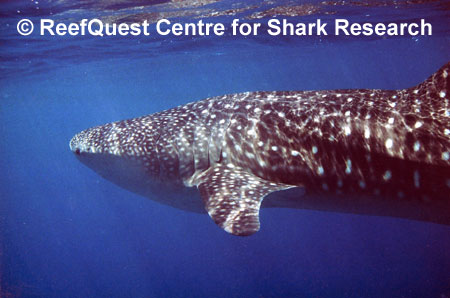 Rhincodon typus, 
 R. Aidan Martin, ReefQuest 
Centre for Shark Research