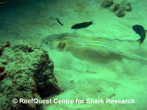 Blue Spotted Ribbontail Ray
 Anne Martin, ReefQuest 
Centre for Shark Research