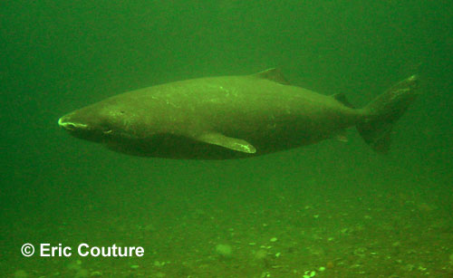 Greenland Shark  Eric Couture