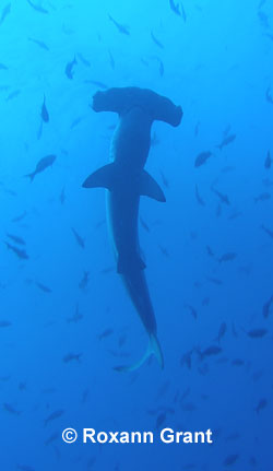 Scalloped Hammerhead 
 Roxann Grant