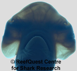 Underside of Sphyrna tiburo head, 