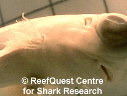 Dogfish gill filaments
 R.Aidan Martin, ReefQuest 
Centre for Shark Research