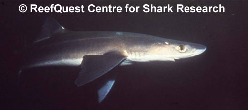 Spiny Dogfish 
 R.Aidan Martin, ReefQuest 
Centre for Shark Research