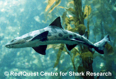 Leopard Shark picture 2