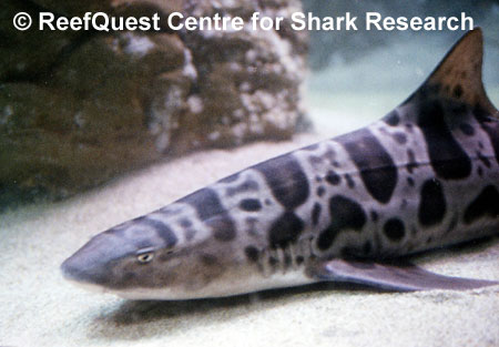 Leopard Shark,
 Anne Martin, ReefQuest 
Centre for Shark Research