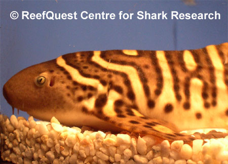 Juvenile Zebra Shark, 
 Anne Martin, ReefQuest 
Centre for Shark Research