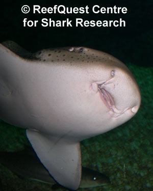 Zebra Shark close-up, 
 Anne Martin, ReefQuest 
Centre for Shark Research