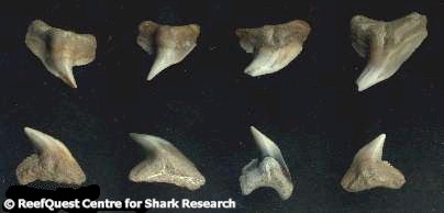 Shark Tooth Identifier Chart