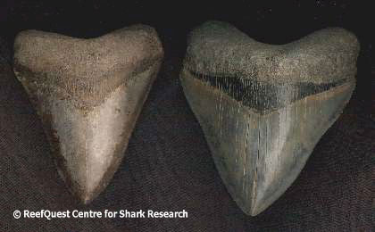 shark teeth fossils