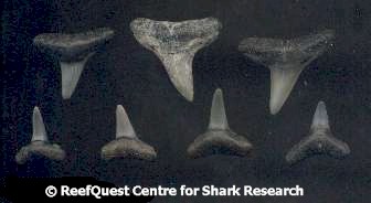 Fossil Shark Teeth Chart