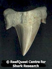 Shark Tooth Identification Chart