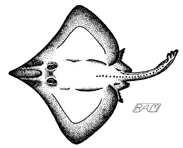 Longnose Skate (Dipturus rhina)