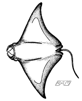 Manta Ray (Manta birostris)