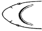 Underside of the head 
of the Blacktip Shark 
(Carcharhinus [Aprionodon] limbatus)