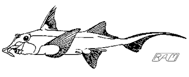 A chimaera, the Elephant Fish
(Callorhinchus milii)