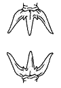 Anterior upper and lower
teeth of the Frilled Shark
(Chlamysoselachus anguineus)