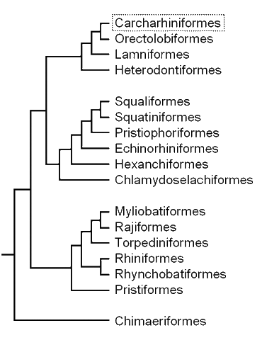 Cladogram of elasmobranch 
groups, showing the position 
of the ground sharks