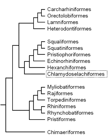 Cladogram of elasmobranch groups, showing the position 
        of the Frilled Shark
