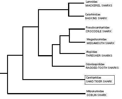 Cladogram of the lamnoid
sharks showing the position 
of the Sandtiger Shark