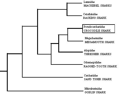 Cladogram of the lamnoid 
sharks showing the position 
of the Crocodile Shark