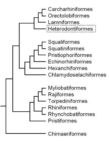 Cladogram of elasmobranch 
groups, showing the position 
of the bullhead sharks