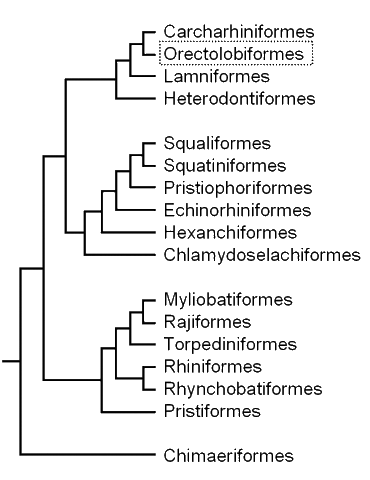Cladogram of elasmobranch 