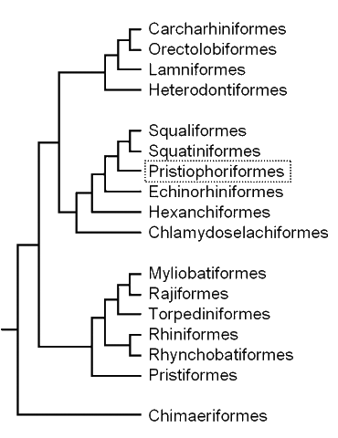 Cladogram of elasmobranch 
groups, showing the position 
of the sawsharks
