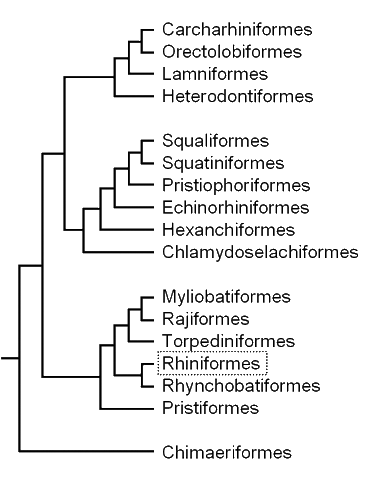 Cladogram of the batoids,
showing the position 
of the Sharkfin Guitarfish