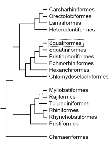 Cladogram of elasmobranch 
groups, showing the position 
of the dogfishes